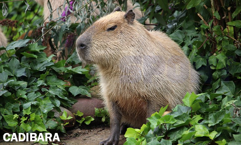 Cadibara