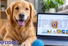 InfoDog