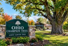 ohio champion trees lewis center ohio