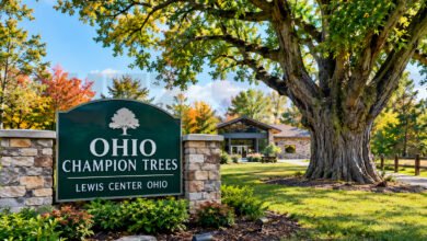 ohio champion trees lewis center ohio